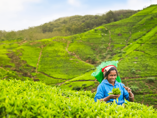 champs de thé - commerce équitable